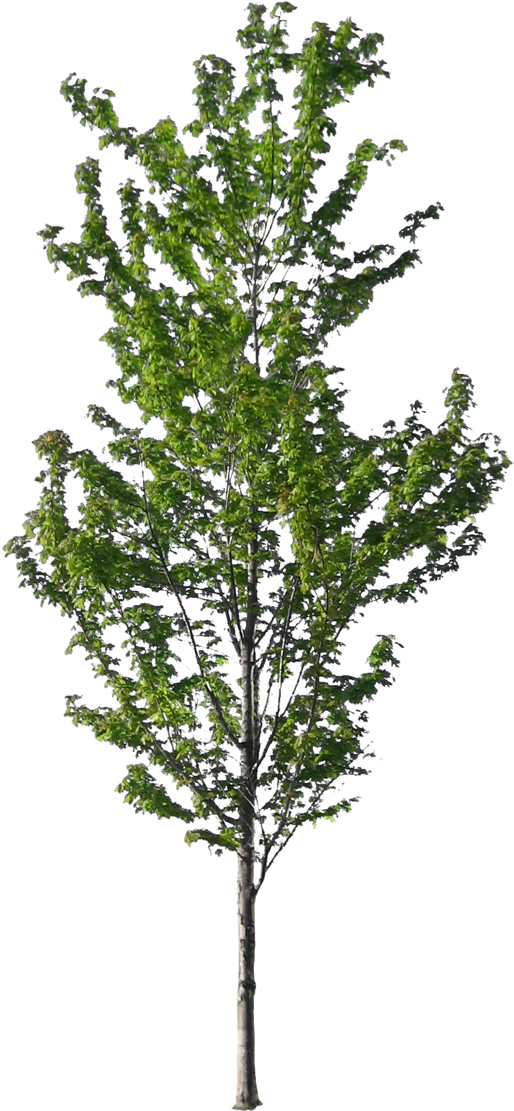 Skinny Tree Immediate Entourage ~ Clipgoo - Skinny Tree Immediate Entourage ~ Clipgoo (1600x1600)