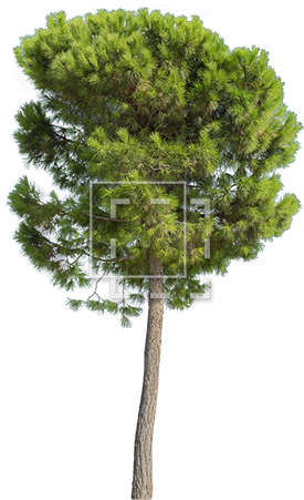 Cutout People, Trees - Tall Tree (450x450)