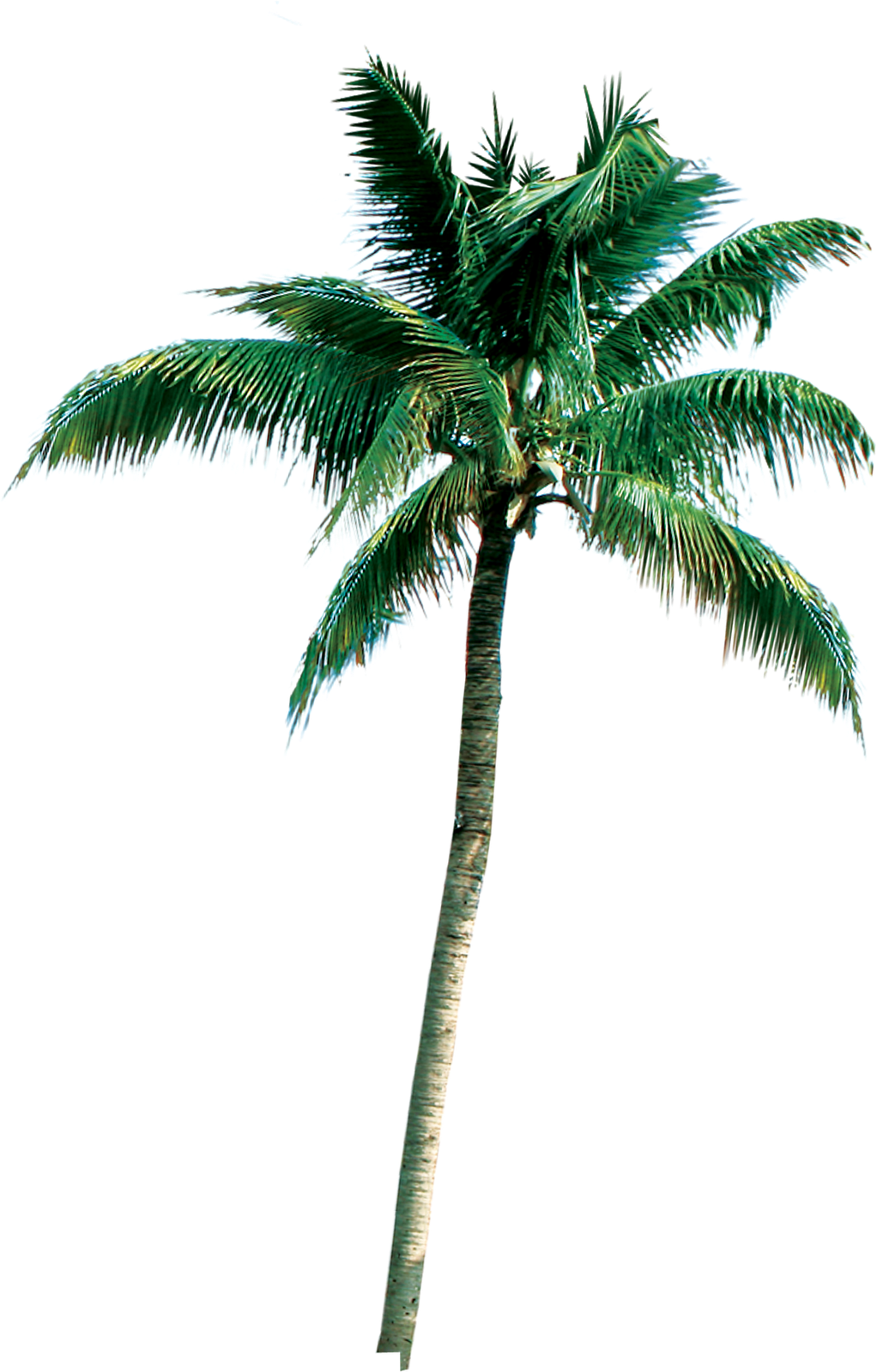 [coqueiro3 ] - Photoshop Palm Tree 3d Png (1022x1600)