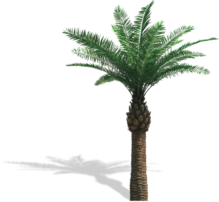 Palm Trees - Artificial Palm Tree Png (800x692)