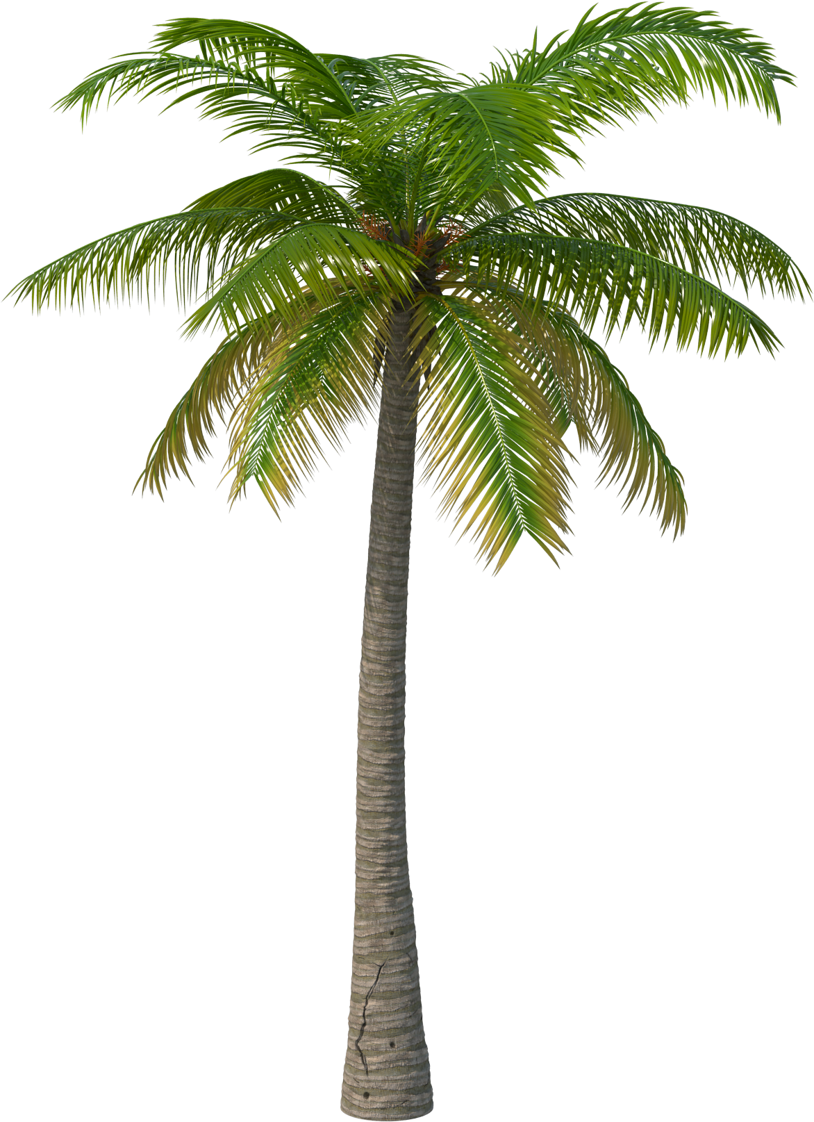 Palm Tree Transparent Background Image Free Png Images - Palm Tree Png (2048x2048)