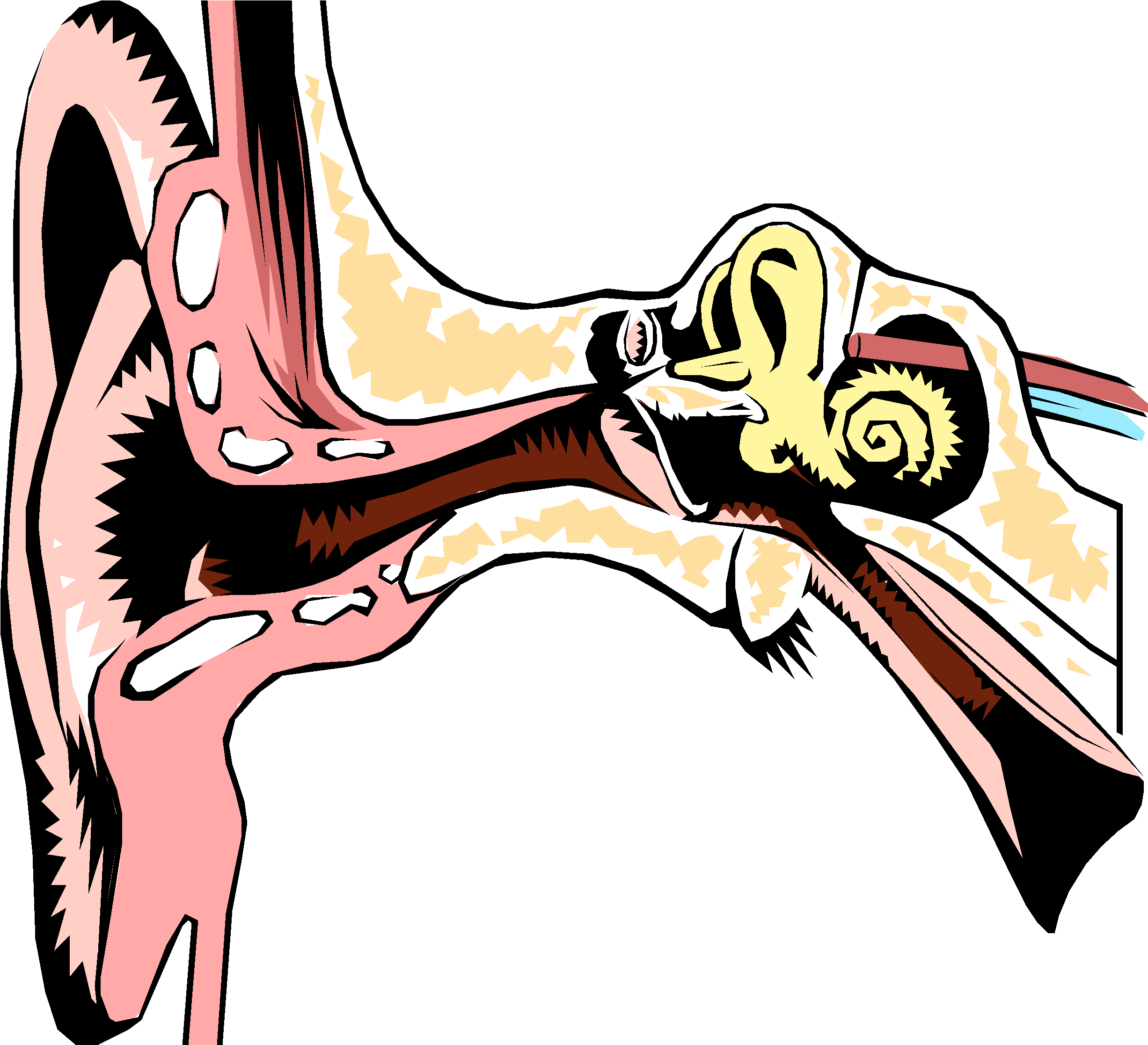 In The Interest Of Safety And To Make Sure Irrigation - Organ Of Hearing And Balance (2492x2273)