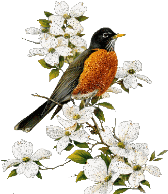 نوشته شده در ۱۳۹۲/۱۰/۰۷ ساعت توسط آیسان - Roger Tory Peterson - Robin (371x398)