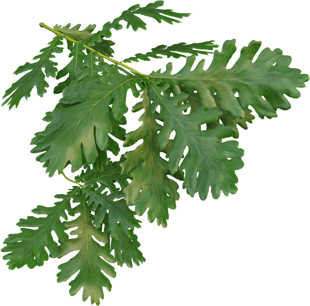 Hungarian Oak - Oak (1024x1024)