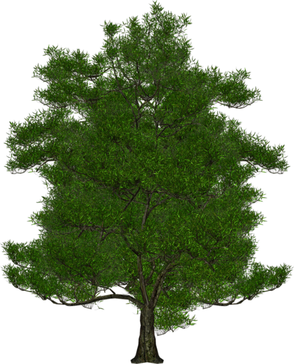 سكرابز ورود ،احجار اشجار متنوعه للتصميم 3dlat - Tree (600x742)