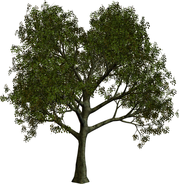 Tubes Varies Pngdouce Soiree A Vous Caroline - Forest Tree Png (600x619)