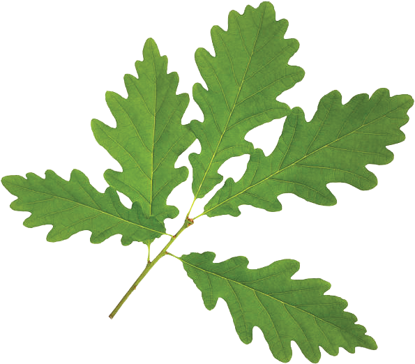 Maple Leaf - Oak Leaf White Background (612x612)