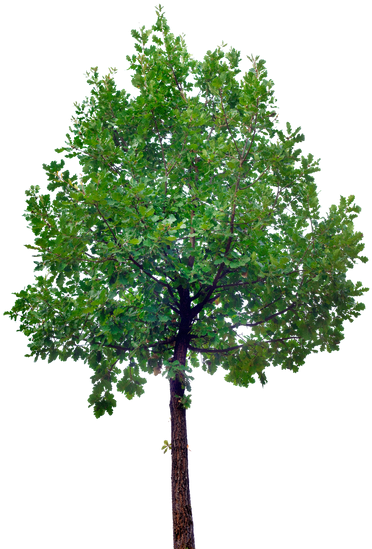 Oak Tree Cutout - Tree Stock (390x550)