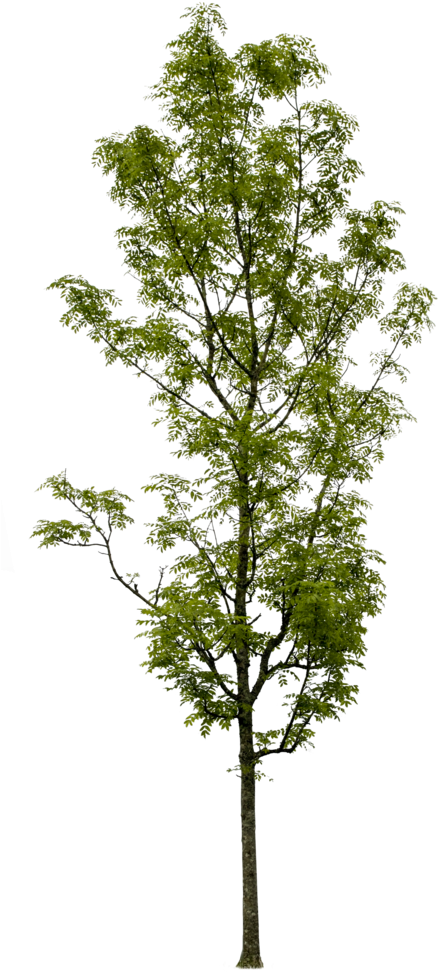 Fraxinus Excelsior - Fraxinus Excelsior Png (489x1024)