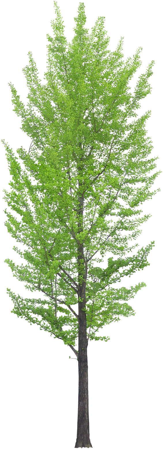 Oak Tree Transparent Background For Kids - Ginkgo Tree Png (661x1600)