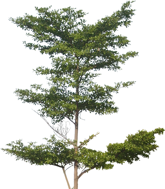 Trees Png High Resolution (551x630)
