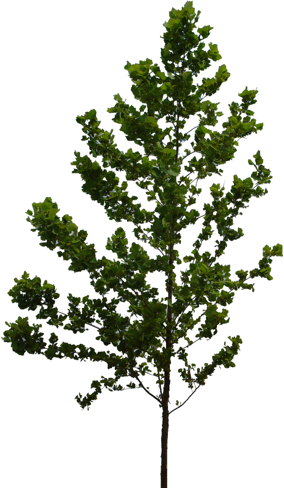 Pubblicato Da File Png A - Ecocube As (1262x1600)