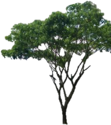 Forest Tours Venture Beyond Tree - Autocad (364x426)