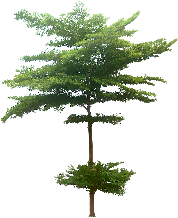 Saturday, December 12, - Madagascar Almond Png (719x883)