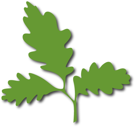 Oak Leaves - Jack Pine (546x496)