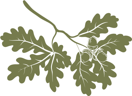 Search - Oak Branches Vector (500x380)