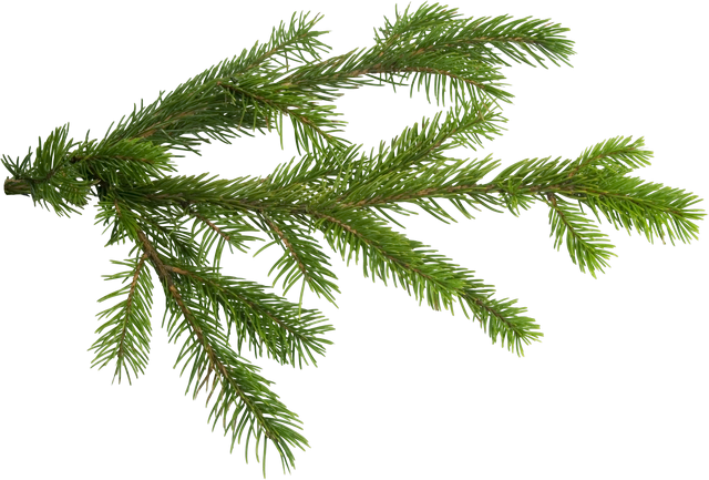 Растровый Клипарт Высокого Разрешения № - Branch Christmas Tree Png (640x433)