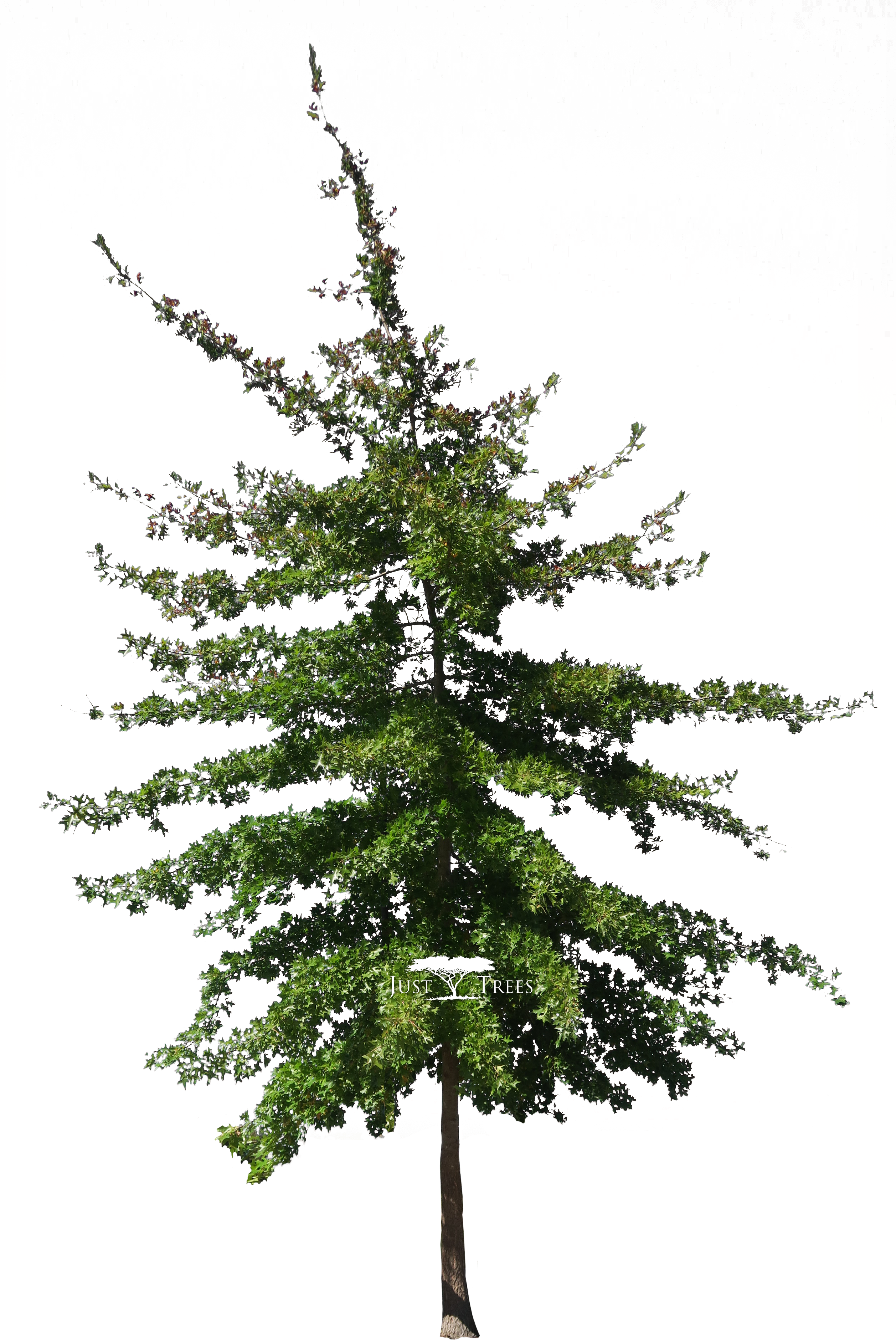 Quercus Palustris - Colorado Spruce (2513x3860)