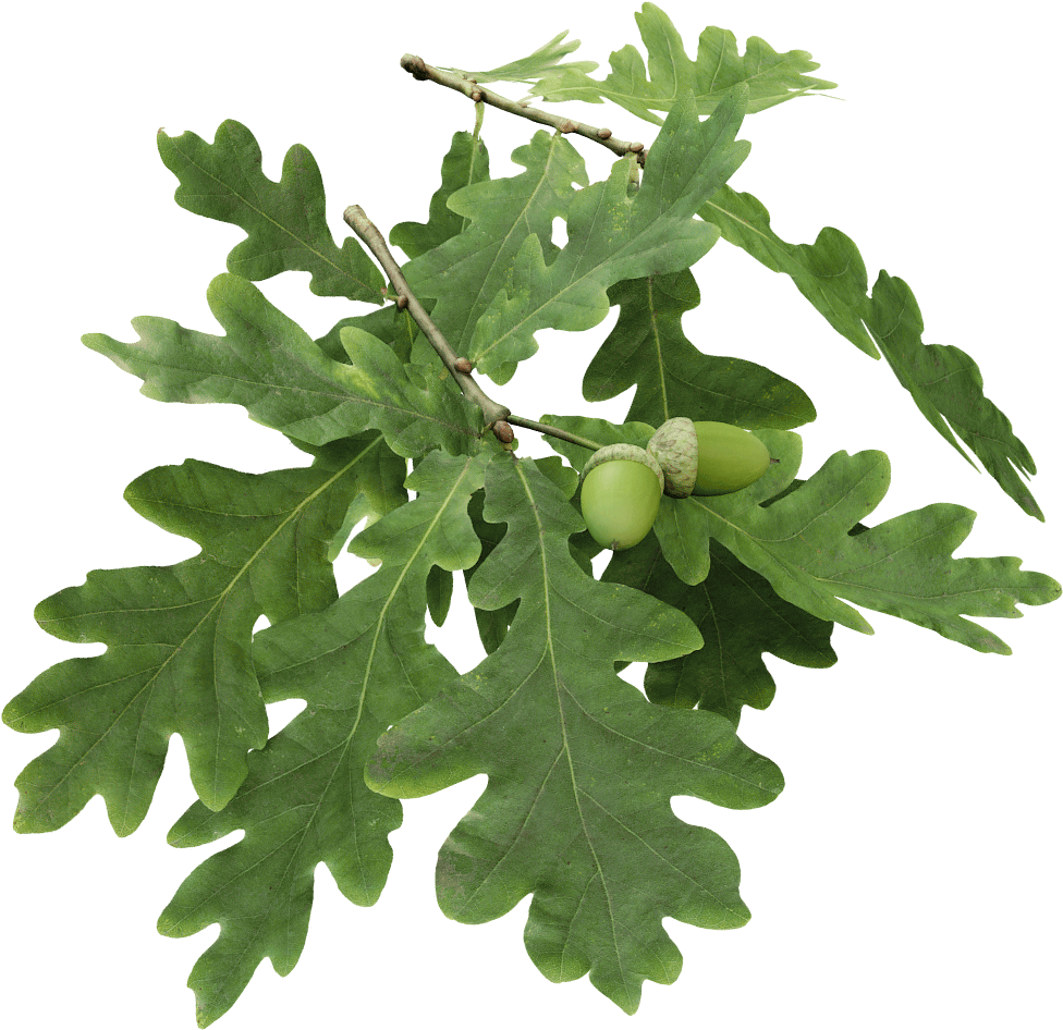 European Oak - Oak Twigs (1024x1024)