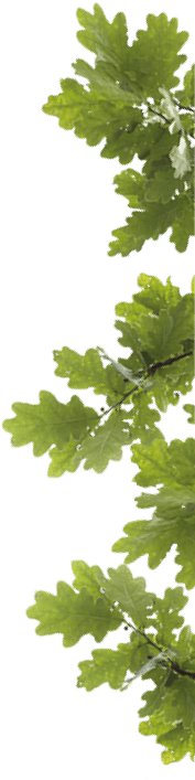 Tu One Oak, Tu Árbol 🌳 - Clear Window Bird Feeder With Removable Tray (183x716)