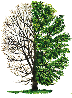 Salicaceae - Pond Pine (380x327)