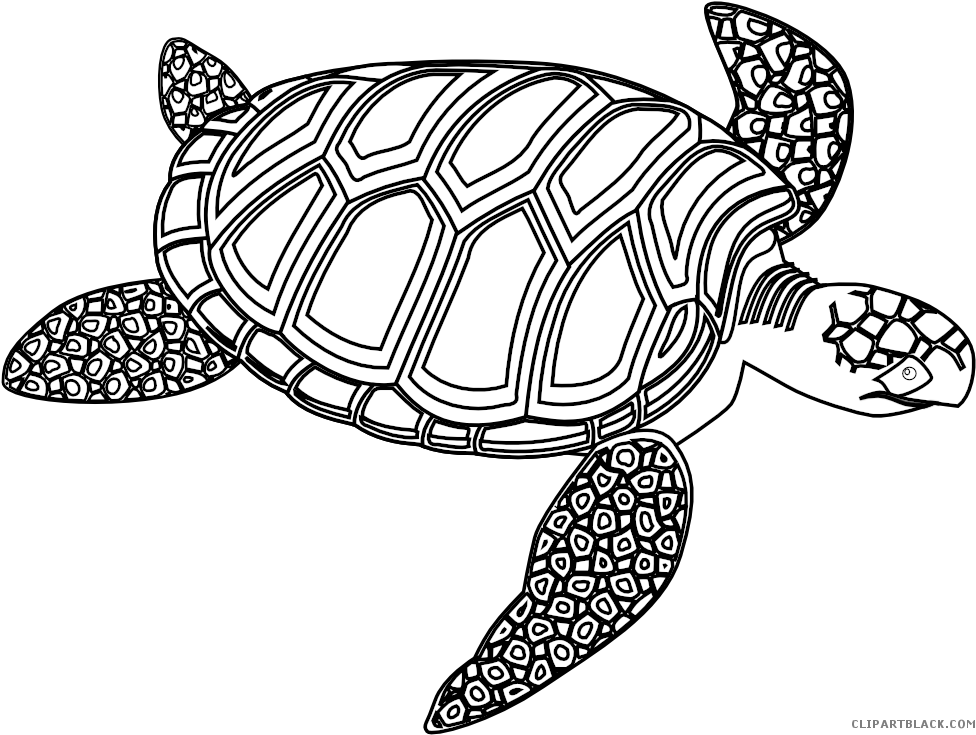 Sea Turtle Animal Free Black White Clipart Images Clipartblack - Turtle Black And White (999x740)