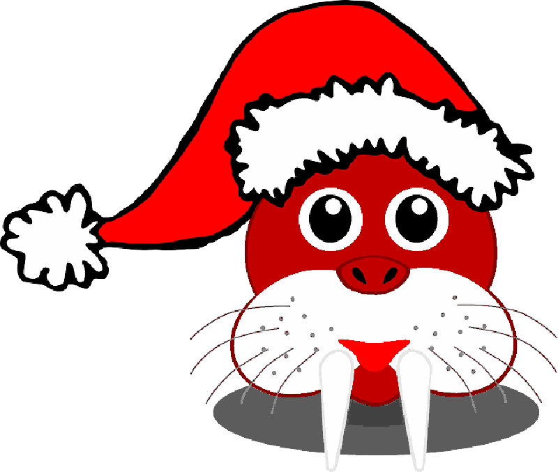 Winter - Seal Santa Note Cards (pk Of 10) (800x677)