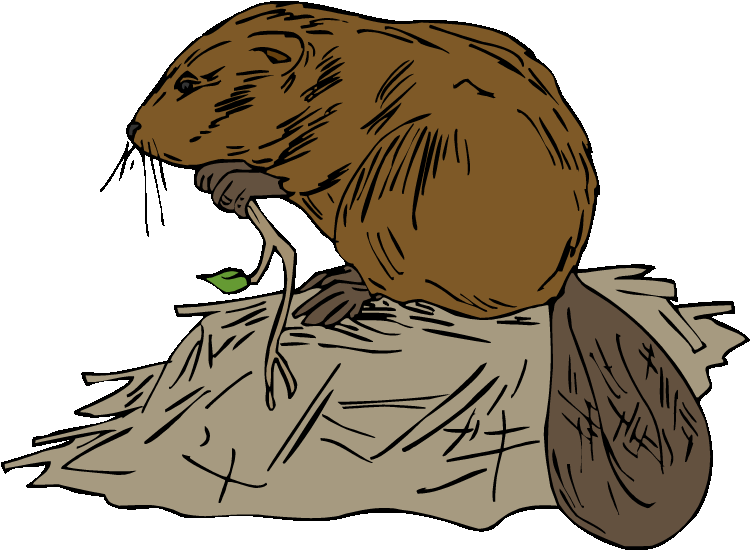 Beavers - Beaver And Dam Clipart (750x557)