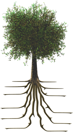 Tree With Roots - Tree Growing Gif Animation (287x500)
