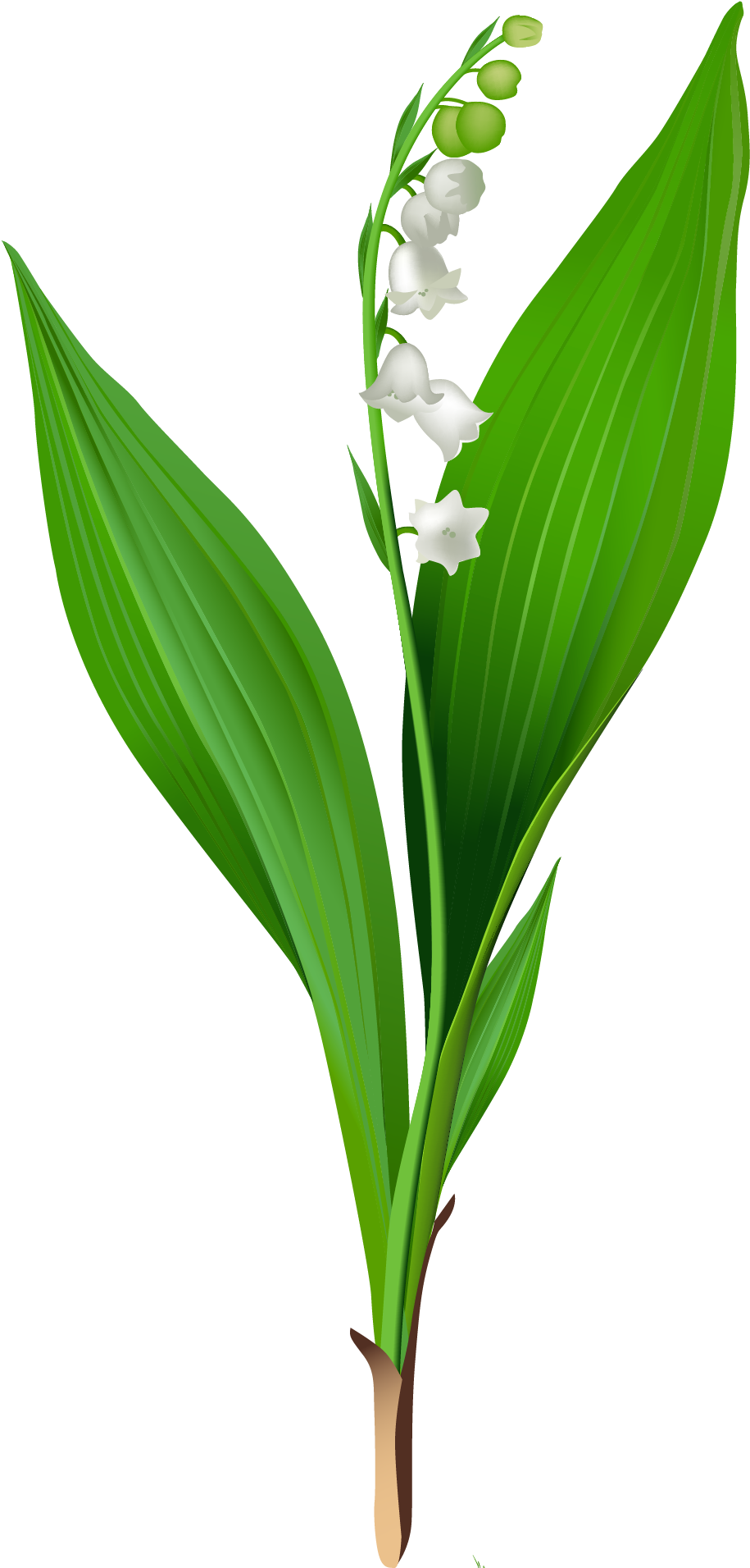 Spring Lily Of The Valley Png Clipartu200b Gallery - Lily Of The Valley Png (1062x2097)