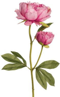 Two Pink Peonies - Flower (400x400)