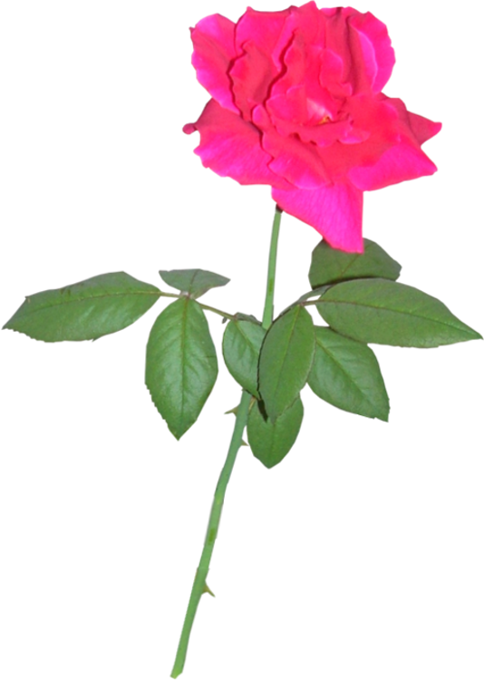 Pink Rose 04 By Clipartcotttage - Blue (534x750)