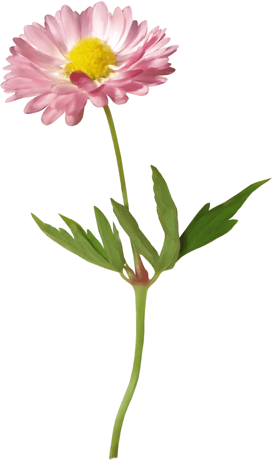 Vietnamese Ao Dai Clipart - Çiçek Png (1028x1600)