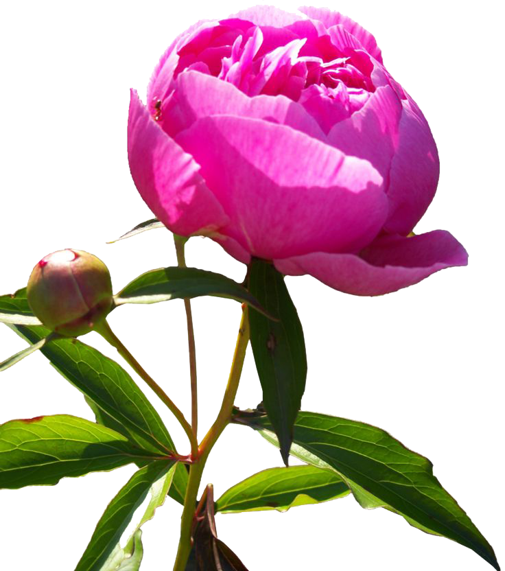 Peony Png Transparent Image - Peonies Art Png (736x832)