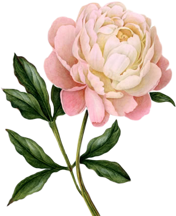 Peony Free Download Transparent Png Images - Peony Png (399x491)