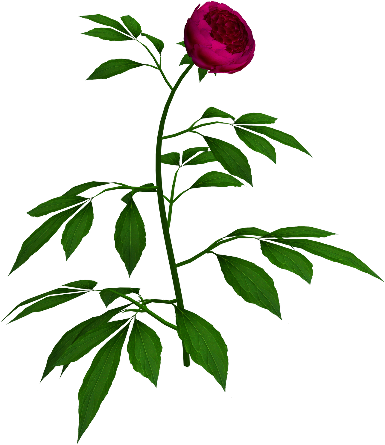 Rosa Rugosa (1600x1600)