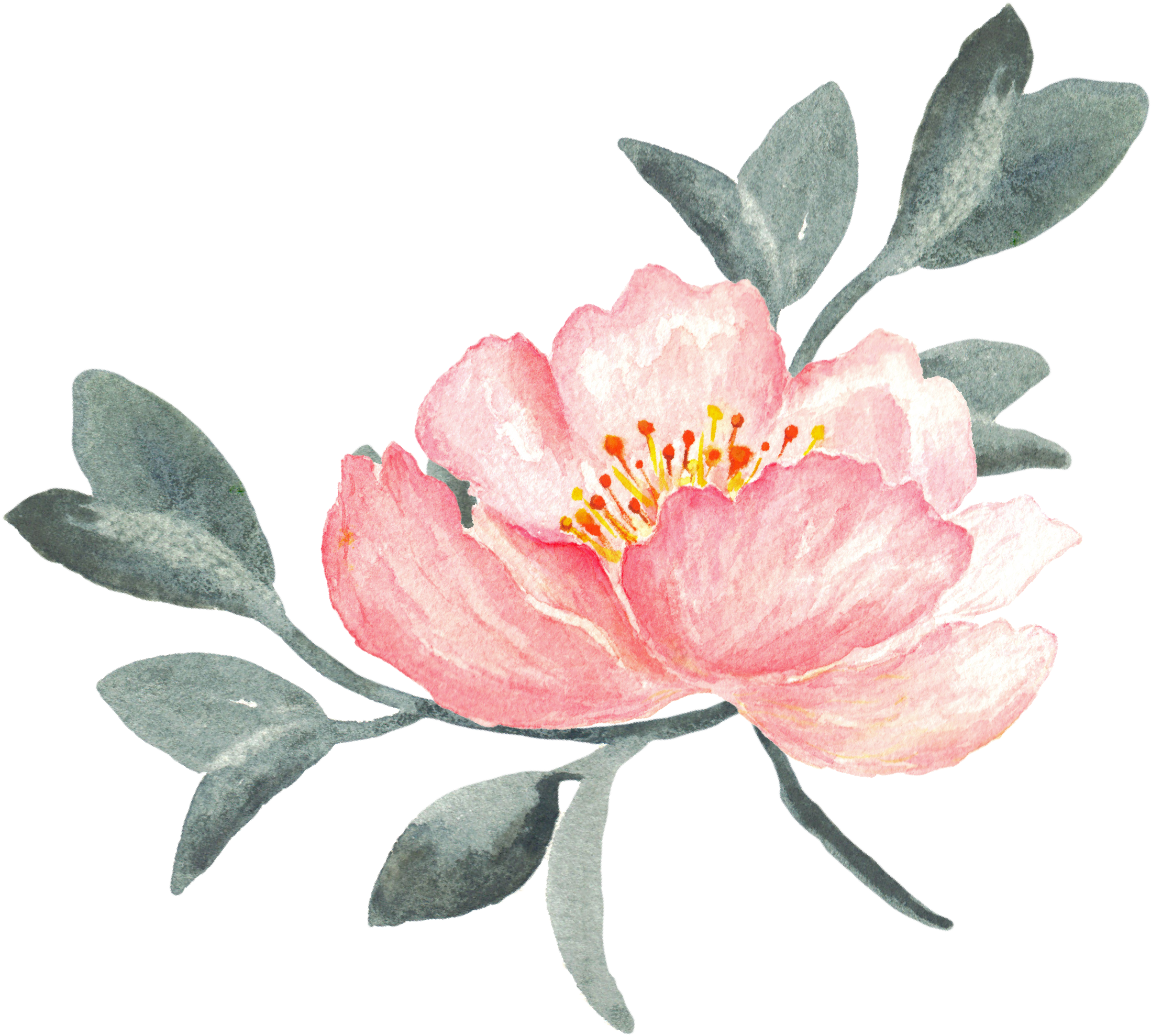 Peony Clipart Swag - Rosa Aquarell-pfingstrosen Mit Gold Danken Ihnen Karte (2500x2266)