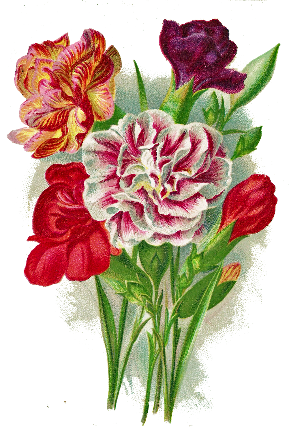 Vintage Carnation Bouquet Free Png Image - J6472ityg Jumbo Thank You Card: Scentiments With Envelope (1085x1600)