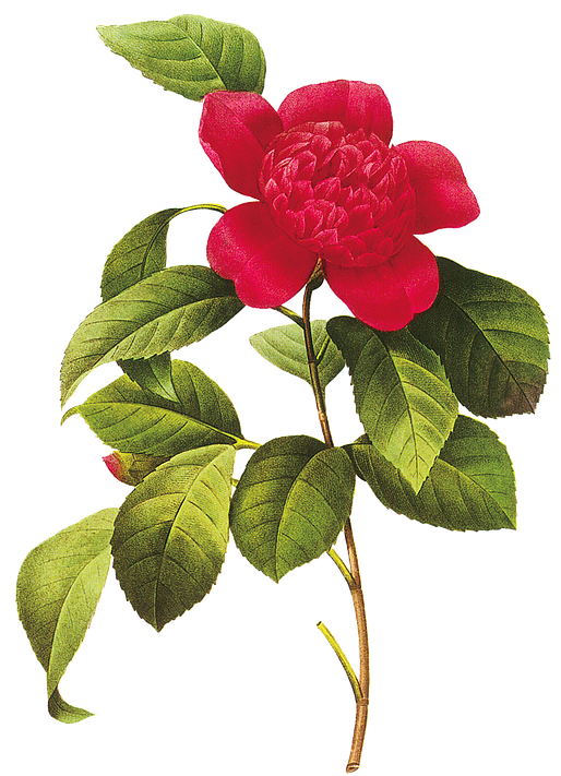 Peony Cliparts Free 27, Buy Clip Art - Japanese Painting Flower Png (516x720)