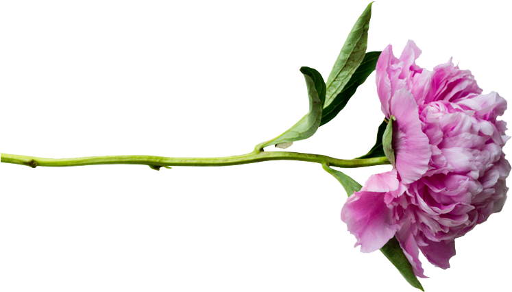 Peonies Png Transparent - Portable Network Graphics (800x533)