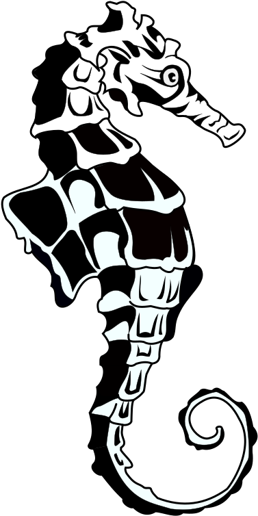 Medium Image - Seahorse Png (566x800)