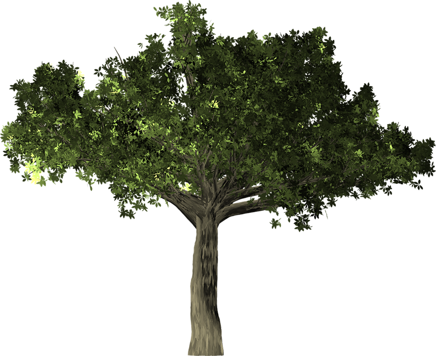 Oak Leaf Pictures 25, Buy Clip Art - Arbol Laurel Png (883x720)