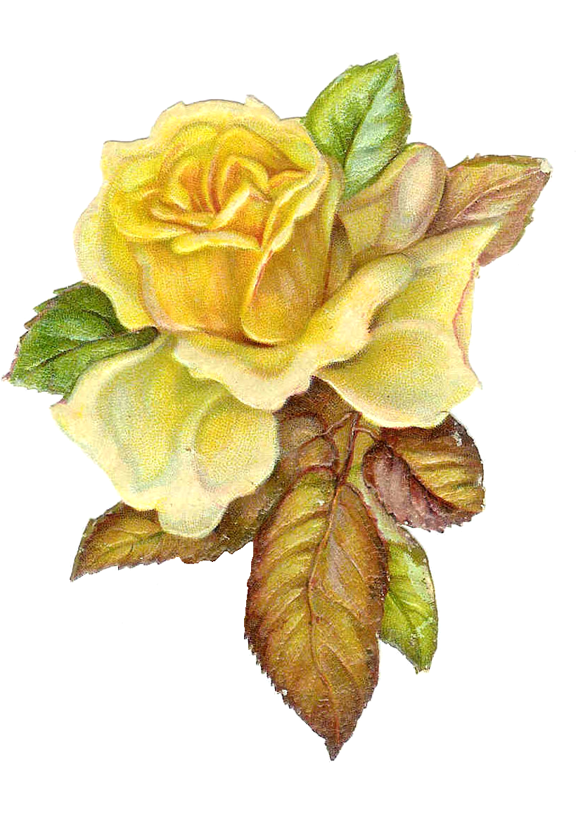 Catholic Rose Cliparts - Pigalle Follies 100 Nude (900x1155)