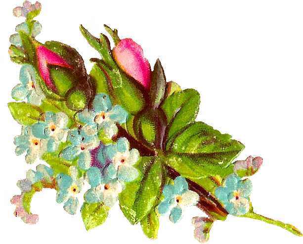 Stock Rose Image - Illustration (747x553)