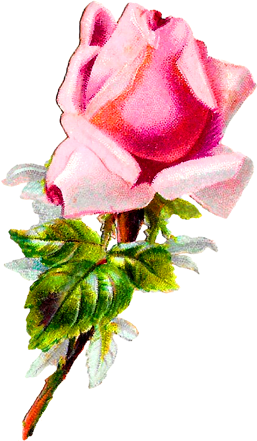Rose Flower Floral Shabby Chic Image Digital Clipart - Rose (992x1600)