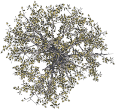 Dundjinni Mapping Software - Tree (392x372)