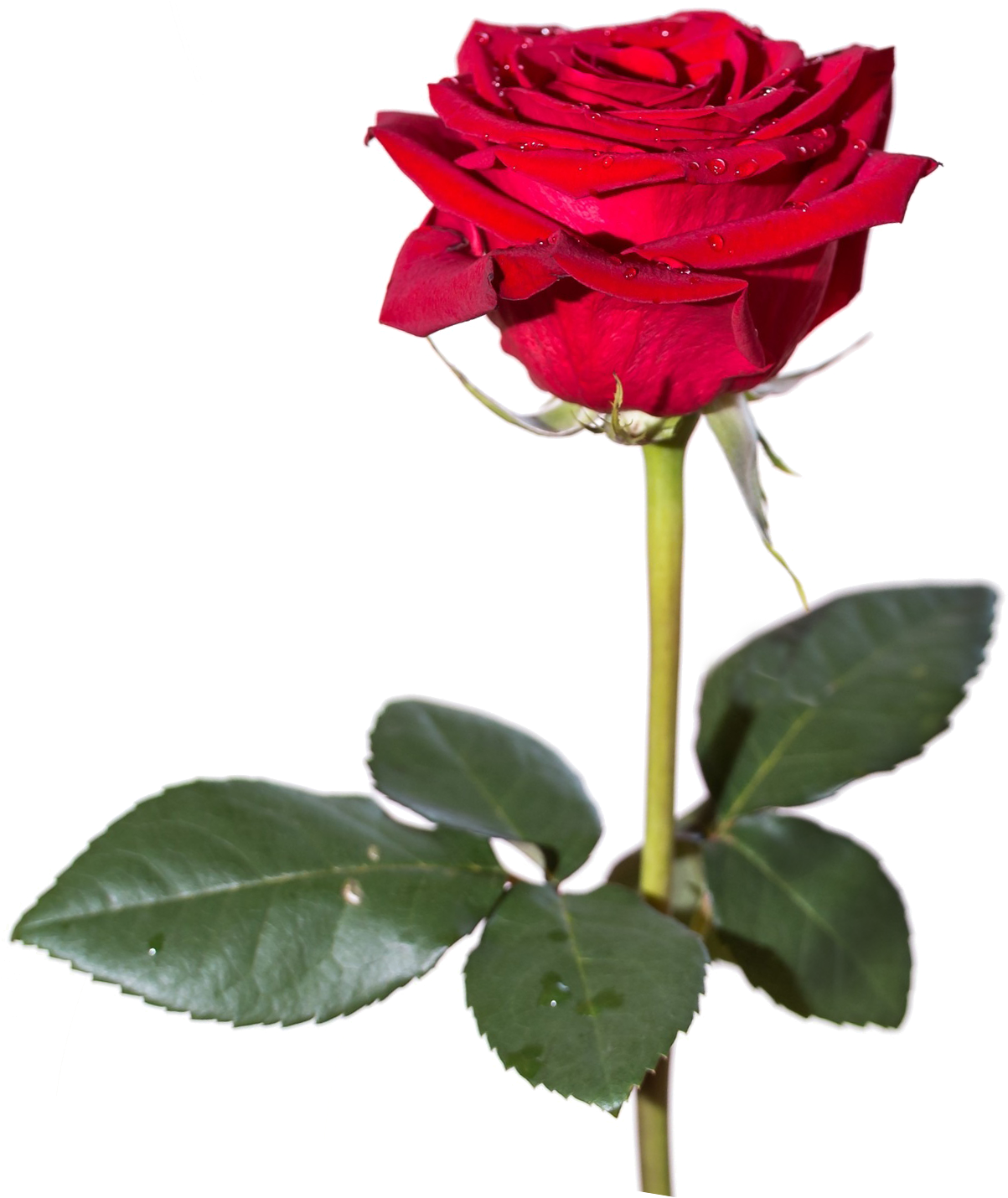 Bouquet Of Rose Flowers Download Png Image - Png Rose (1280x1429)