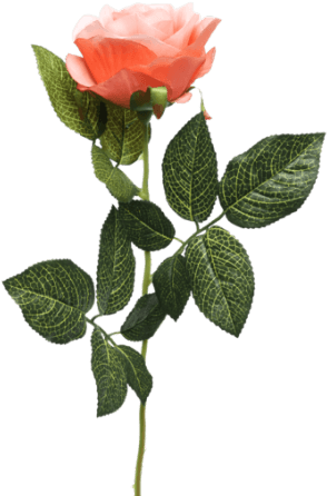 Single Rose Stem Orange - Single Rose Flower Png (300x450)