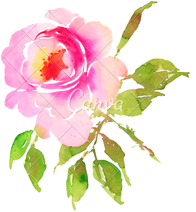 Watercolor Flower Rose Illustration - Illustration (743x800)