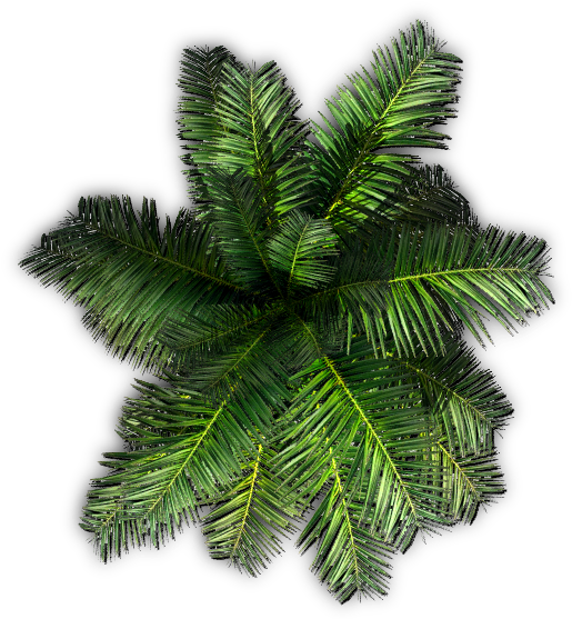 Palm Tree Top View Png With Plants Top View Png - Palm Tree Top View Png (551x561)
